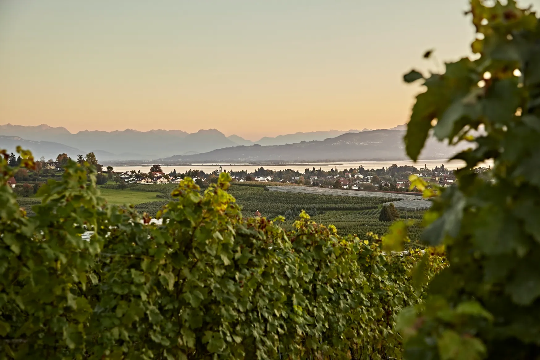 Blick über Weinreben auf Lindau, den Bodensee und die Alpen im Abendlicht.